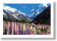 Mount Cook